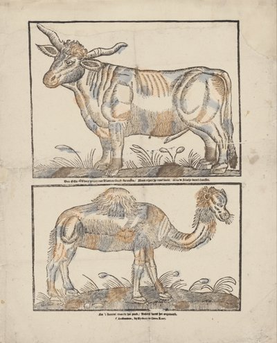 öküz ve deve by Gijsbert de Groot Keur