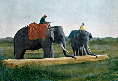Bir kütüğü hareket ettiren filler, Seylan, c1890 by Gillot