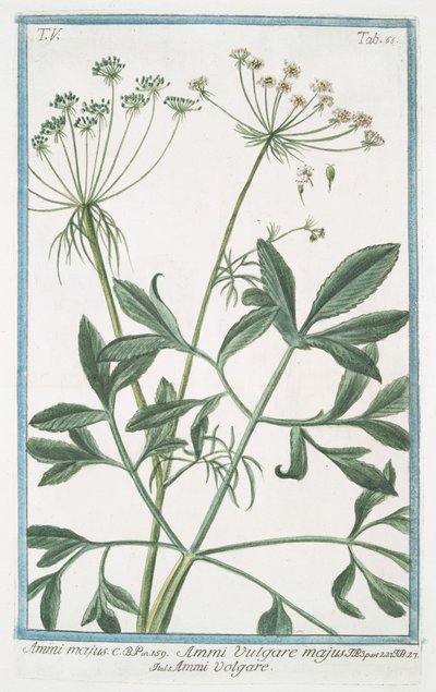 ammi majus by Giorgio Bonelli