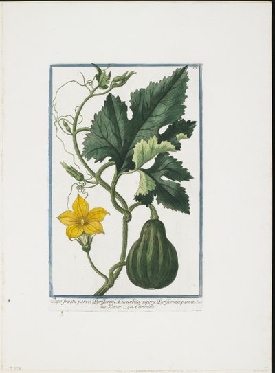 Bitkisel Baskı, Hortus Romanus