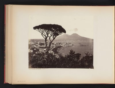 Ön planda bir çam ağacı ile Napoli, İtalya
