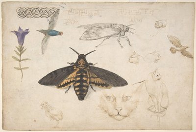 Bir Gentian, Moth, Birds, Cats, Interlacing Motif ve Greek Perdes recto çalışmaları..., 1530-40. by Giorgio di Giovanni
