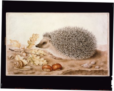 Manzaradaki bir kirpi (vücut rengi parşömen üzerine) by Giovanna Garzoni