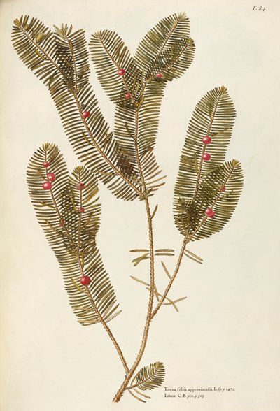 Avrupa Porsuk ağacı (Taxus baccata), Taxaceae, Giovanni Antonio Bottione, suluboya by Giovanni Antonio Bottione