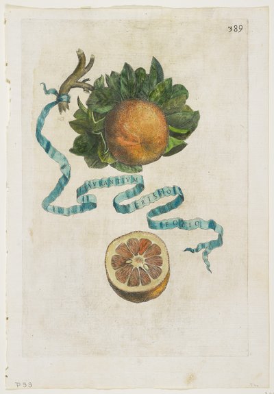 Aurantium Crispo Folio, Hesperides