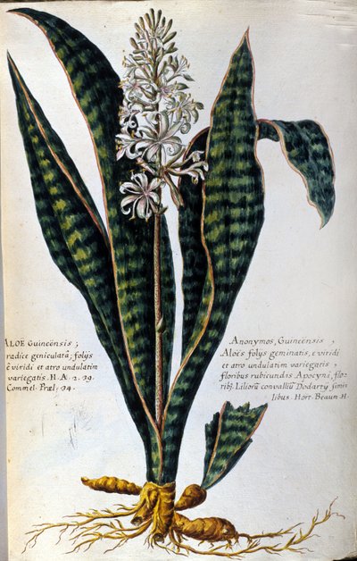 Aloe. Tıbbi bitki. Gravür - "Tıbbi uygulama, isimlendirme, açıklama ve erdemlerle ilgili Botanik veya Bitkilerin Pratik Tarihi..." by Giovanni Battista Morandi