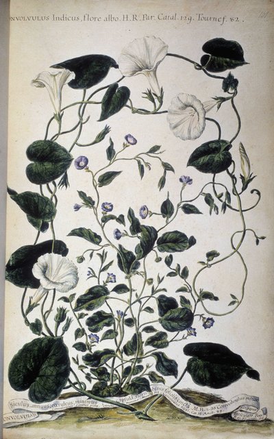 Botanik kurulu: Gündüzsefası çeşitleri. Convolvulus çeşitleri (Convolvulus indicus beyaz flora; Convolvulus Siculus). Giovanni Battista Morandi, Hortulus botanicus pictus veya bir bitki koleksiyonu..., Cilt I by Giovanni Battista Morandi