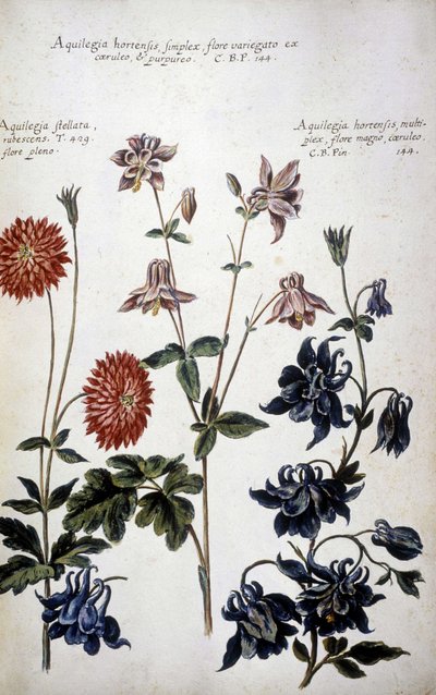 Botanik kurulu: üç çeşit Ancolies (Aquilegia) - "" Botanik pratica tarihi by Giovanni Battista Morandi