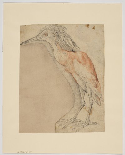 Balıkçıl, recto (kağıt üzerinde tebeşir) by Giovanni da Udine (after)