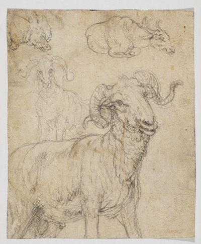 Ram ve bufalo, verso (tebeşir ve sulu boya çizimi) by Giovanni da Udine (after)