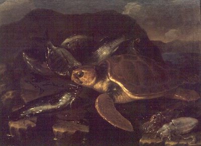 Balık ve Kaplumbağa ile Natürmort by Giuseppe Recco