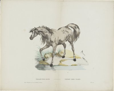 Étalon pur seslendirdi / Aygır tam kan (nesnedeki başlık) by Glenisson and Van Genechten
