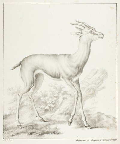 Antilop by Gottfried Engelmann