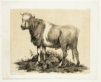 Boğa by Gottfried Engelmann