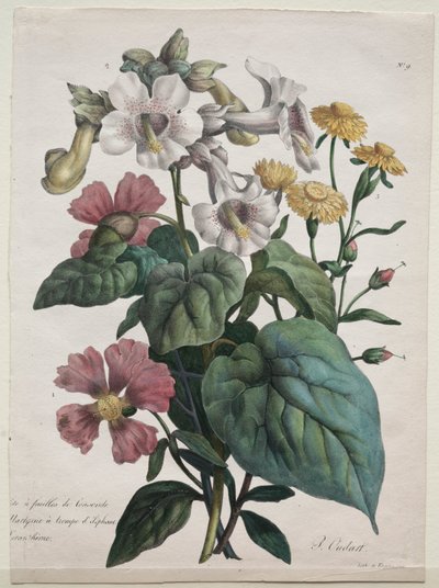 Hayvanlar aleminin ana türlerini içeren Doğa Tarihi Kursu..., 1825. by Gottfried or Godefroy Engelmann