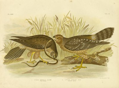 Müttefik Harrier Veya Benekli Harrier, 1891 by Gracius Broinowski