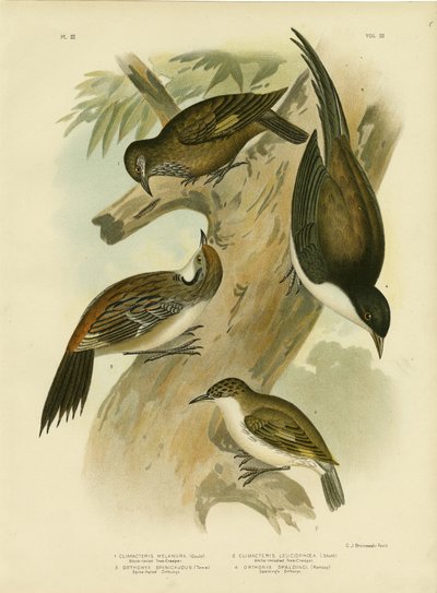 Kara Kuyruklu Ağaç Sürüngeni, 1891 by Gracius Broinowski
