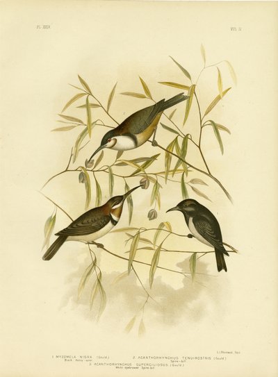 Kara Bal Yiyen, 1891 by Gracius Broinowski