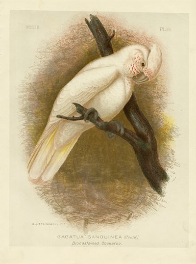 Kanlı Kakadu, 1891 by Gracius Broinowski