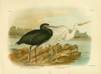 Mavi Resif Balıkçılı, 1891 by Gracius Broinowski