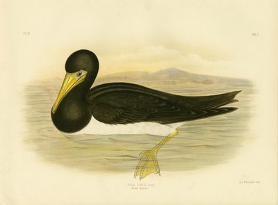 Kahverengi Gannet, 1891 by Gracius Broinowski