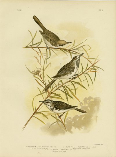 Fulvous-Önlü Bal Yiyen, 1891 by Gracius Broinowski