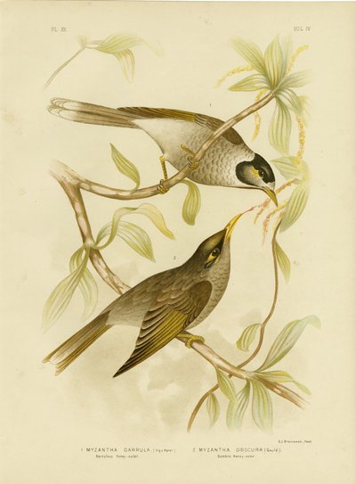 Garrulous Honeyeater Veya Gürültülü Madenci, 1891 by Gracius Broinowski