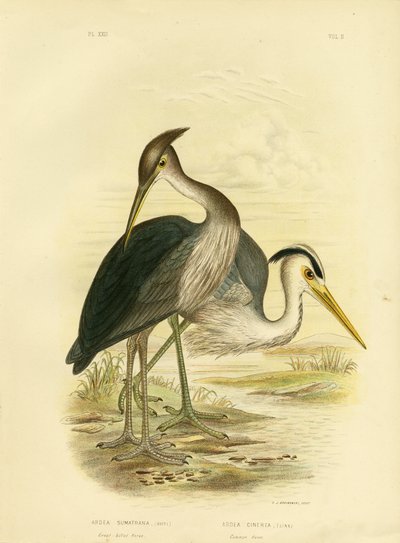 Büyük Faturalı Balıkçıl veya Gölgeli Gri Balıkçıl, 1891 by Gracius Broinowski