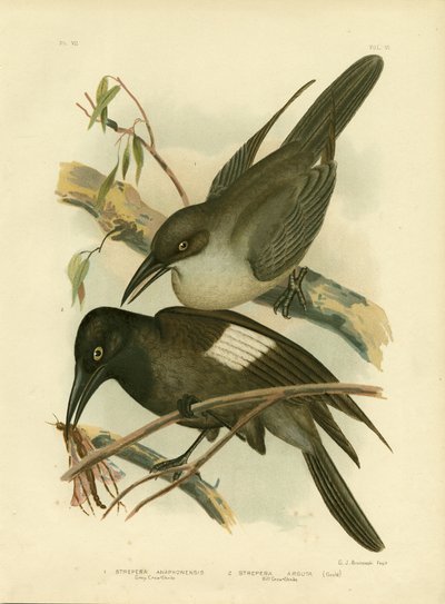 Gri Karga-Shrike, 1891 by Gracius Broinowski