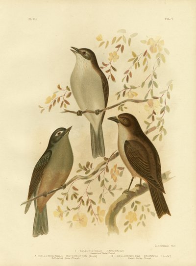 Uyumlu Örümcek-Ardıç Kuşu veya Gri Örümcek-Ardıç Kuşu, 1891 by Gracius Broinowski