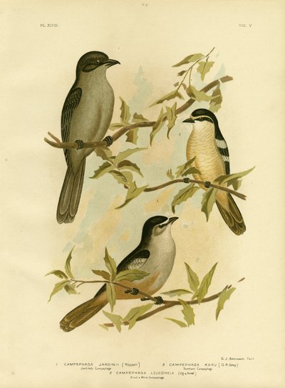 Jardines Campephaga Veya Ortak Ağustosböceği, 1891 by Gracius Broinowski