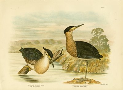 Küçük Mangrov Balıkçıl, 1891 by Gracius Broinowski