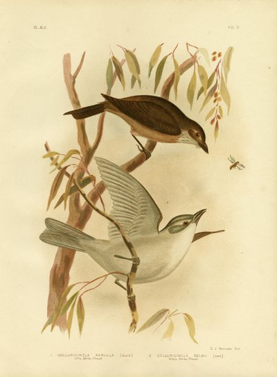 Küçük Örümcek Kuşu, 1891 by Gracius Broinowski