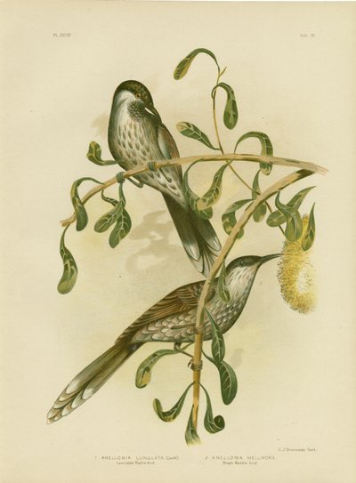 Lumulated Wattlebird Veya Küçük Wattlebird, 1891 by Gracius Broinowski