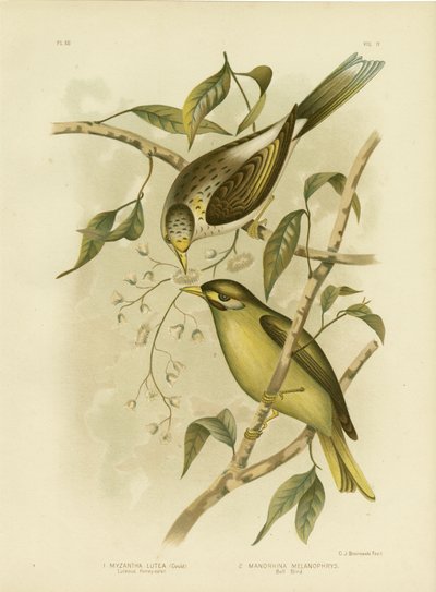 Luteous Honeyeater veya Sarı Boğazlı Madenci, 1891 by Gracius Broinowski