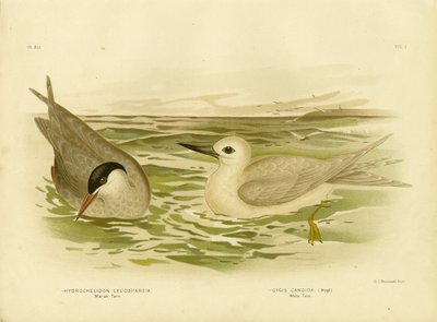 Bataklık Sumru, 1891 by Gracius Broinowski