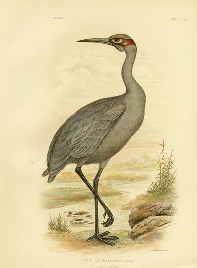 Yerli Refakatçi Veya Brolga, 1891 by Gracius Broinowski