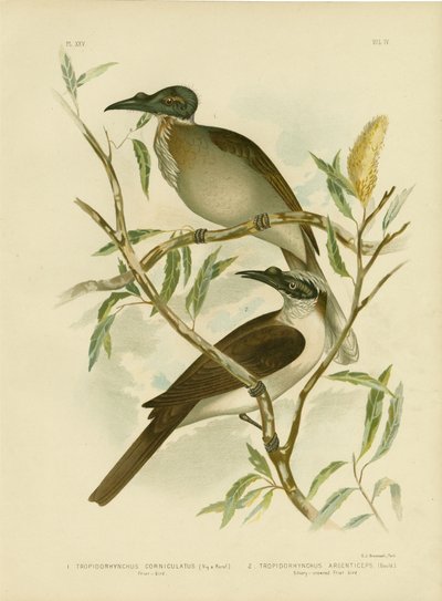 Gürültülü Friarbird, 1891 by Gracius Broinowski