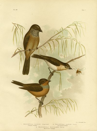 Olivaceous Kalın Başlı Veya Zeytin Whistler, 1891 by Gracius Broinowski