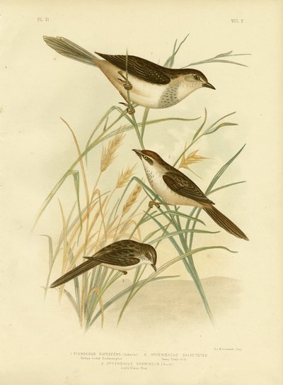 Kızıl Renkli Cincloramphus veya Kızıl Songlark, 1891 by Gracius Broinowski