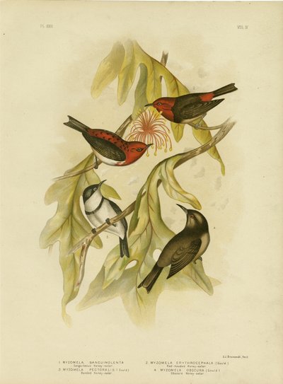 Kanlı Bal Yiyen, 1891 by Gracius Broinowski