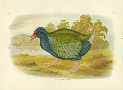 1891 by Gracius Broinowski