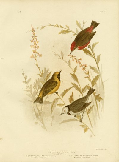 Üç renkli Ephthianura, 1891 by Gracius Broinowski