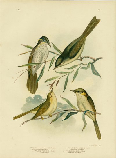 Üniforma Renkli Honeyeater veya Beyaz Gaped Honeyeater, 1891 by Gracius Broinowski