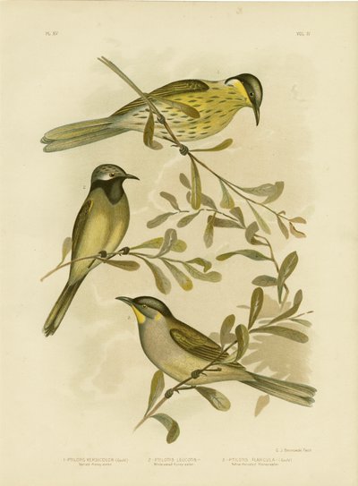 Çeşitli Bal Yiyen, 1891 by Gracius Broinowski