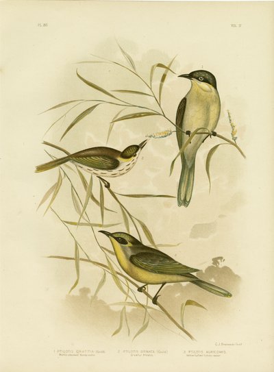 Wattle-Cheeked Honeyeater veya Purple-Gaped Honeyeater, 1891 by Gracius Broinowski