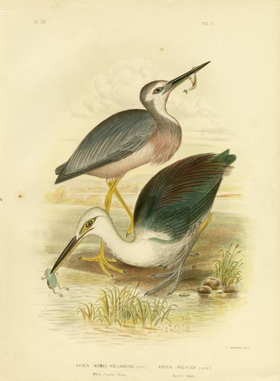 Ak Suratlı Balıkçıl, 1891 by Gracius Broinowski