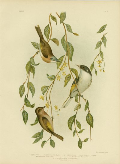 Beyaz Boğazlı Bal Yiyen, 1891 by Gracius Broinowski