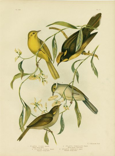 Sarı Bal Yiyen, 1891 by Gracius Broinowski