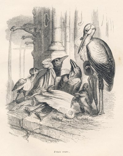 Ailesi ve bir leylek yanında bir karga ölümü. JJ Granville tarafından gösterilen vinyetler. PJ Stahl